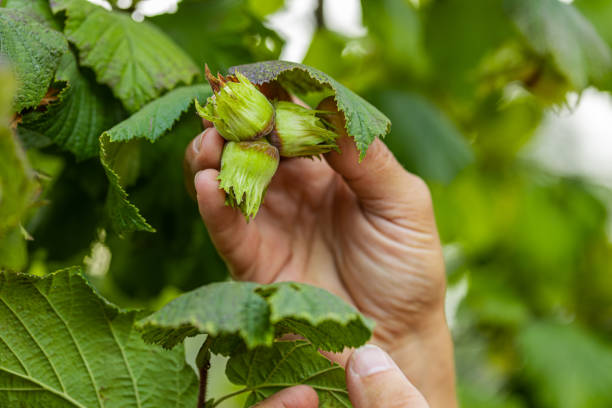 istock Close-up male farmer hand plucks collects ripe hazelnuts from a deciduous hazel tree bunch in garden 2149448488