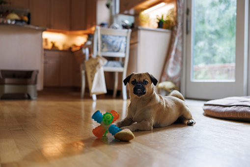 Funny pug with a toy, looking at the owner, expecting to play.