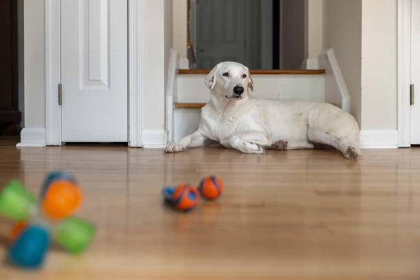 istock White dog resting on the floor after playing with toys. 2149448536