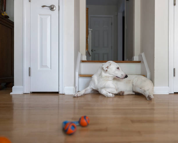 istock White dog resting on the floor after playing with toys. 2149448537