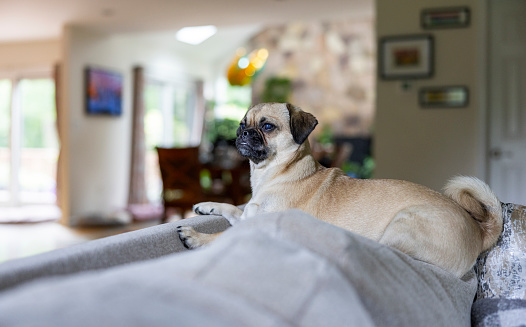 Funny, cute pug sitting on the couch in the living-room.