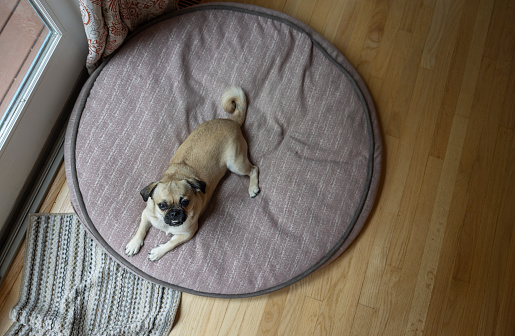 Pug lying on the dog pad inside the house.