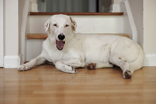 Domestic, mixbreed dog resting on the floor, yawning.
