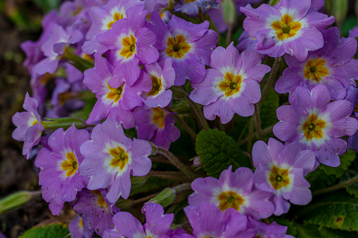 Spring flowers. Blooming primrose or primula flowers in a garden High quality photo