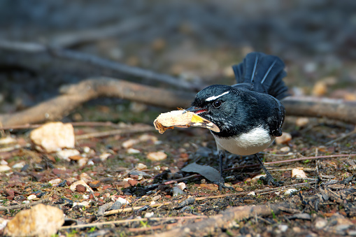 Small black and white fantail bird eating a butterfly on the ground