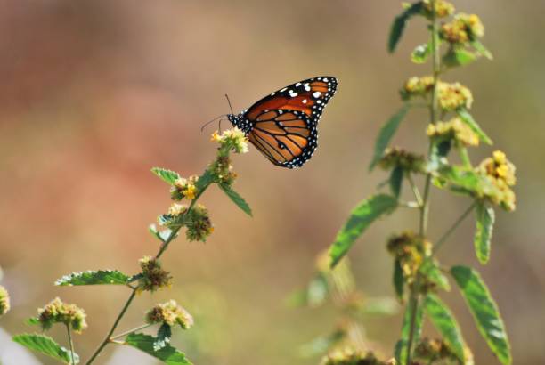 istock Butterflies, a great variety in Margarita. 2149450165