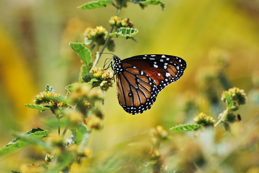 Monarch butterfly, 