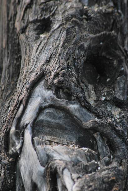 Close-up trunk of a century-old olive tree in nature.