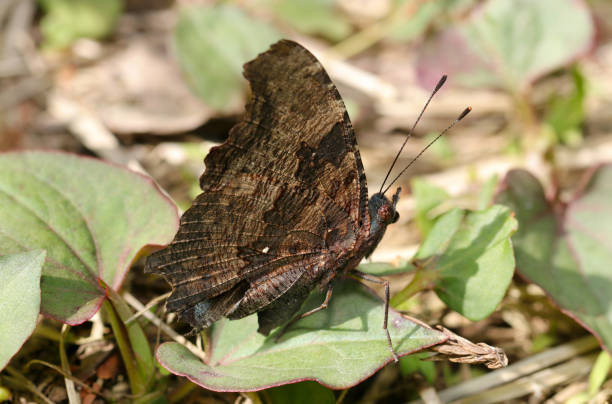 istock Blue Admiral (Ruritateha) butterfly, which has finished wintering and enjoying spring sunshine (Outdoor field, closeup macro photography) 2149452561