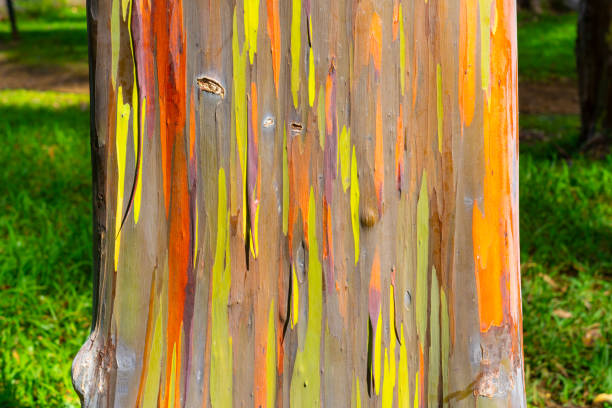 Concept of nature, aging, surface texture, and organic patterns. Texture background.