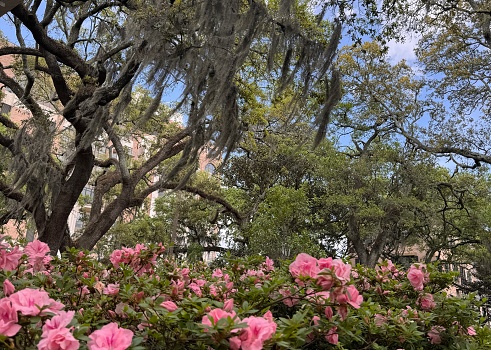 Pink Azaleas, Live Oaks and Spanish Moss in Savannah Georgia