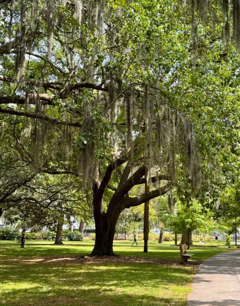 istock Shady Square Savannah Georgia 2149454946