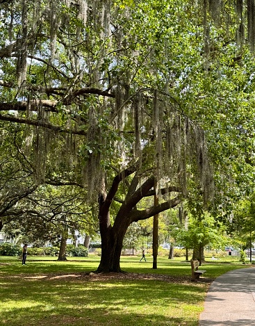 Live Oak tree and Spanish Moss in the Historic District of Savannah Georgia