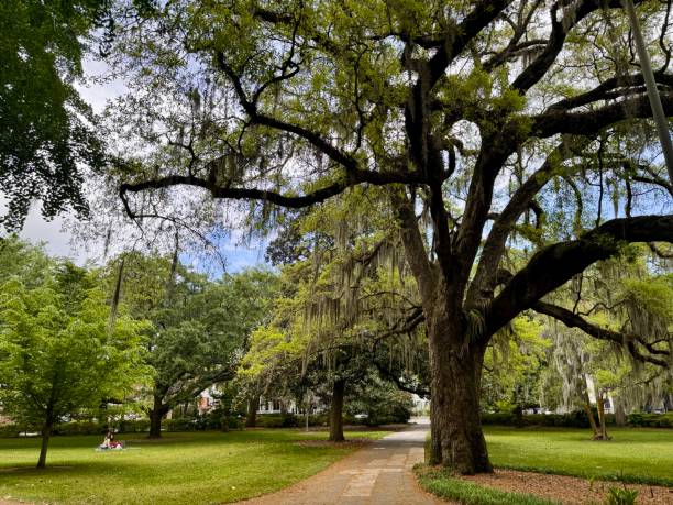 istock Walking Path in Forsyth Park  Savannah, Georgia 2149454955