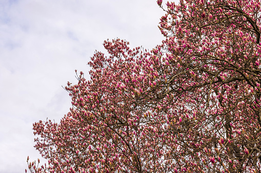 Close-up view of a magnolia tree in early spring with beautiful pink-red blossoms against the backdrop of a cloudy sky. USA.