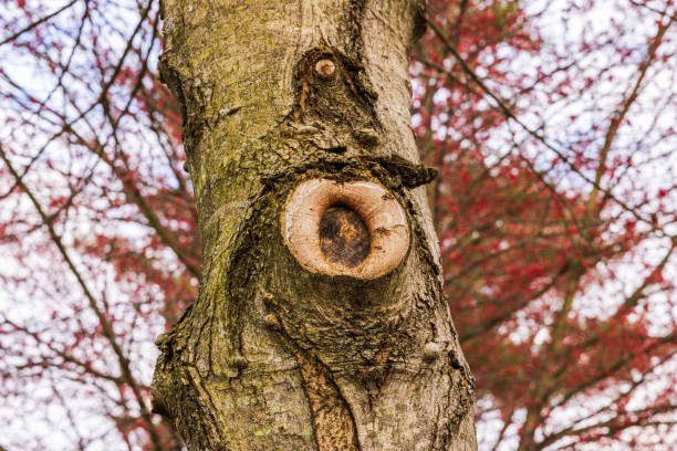 Close-up view of tree bark with large knots from trimmed branches.