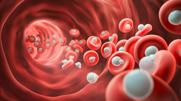 istock Red Blood cells and Blood Oxygen in an Artery. 2149456683