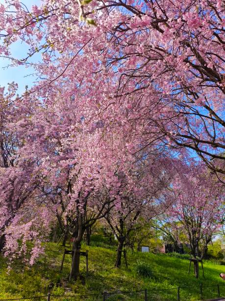 istock Cherry blossoms at Botanical Gardens Japan 2149456783