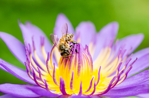 Bees are sucking nectar. from lotus pollen