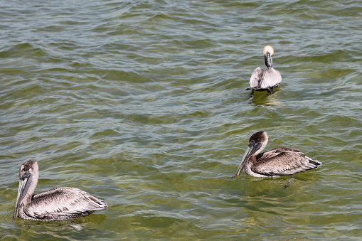 Three Pelican Bird paddling swimming in the water.