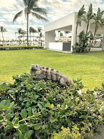 Iguana, typical of the Yucatan Peninsula, in the garden of a tourist resort, Mexico.
