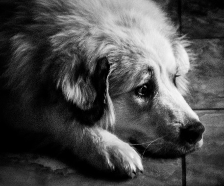 Great pyrenees Belka at rest looking sad