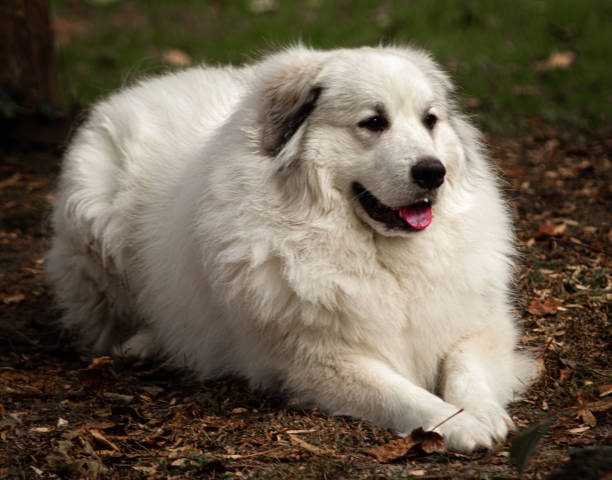 istock The dog is a lady 2149459570