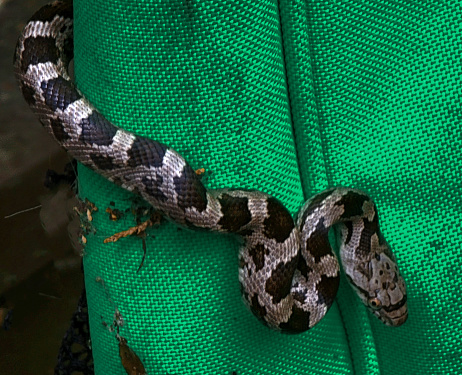 Snake climbing on green field hockey bag
