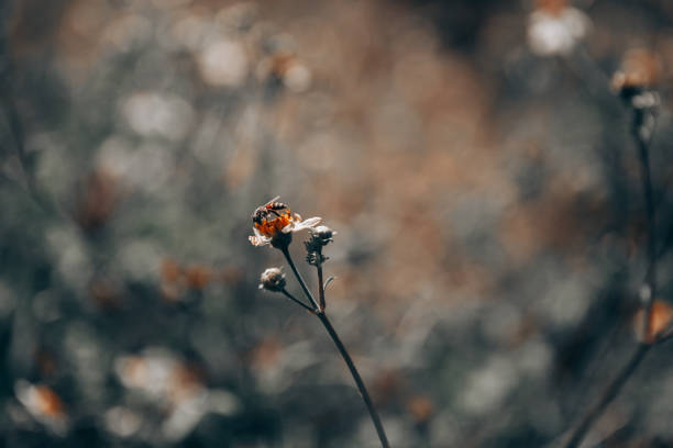 bee on white wildflower pollens  collecting honney
