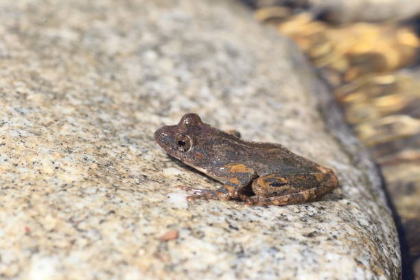 The Kajika frog or Buerger's frog (Buergeria buergeri) is a species of frog in the family Rhacophoridae. It is endemic to Japan.