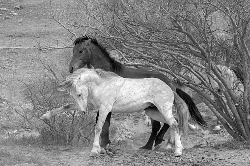 Black and white view of white horse wild stallion striking out while fighting another stallion in the Salt River wild horse management area near Scottsdale Arizona United States