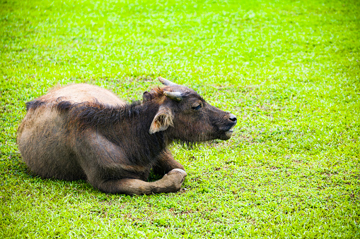 a buffalo resting peacefully on a lush green lawn