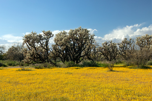 Bright yellow sage wildflowers in springtime desert meadow near Phoenix Arizona United States