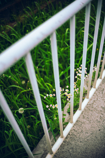 Small flowers blooming behind the fence
