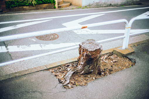 Cut down street trees in tokyo