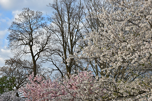 Cherry blossoms and bare trees, late April in Connecticut