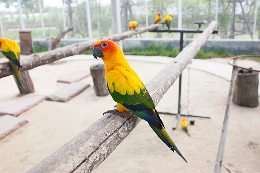 Parrot - stock photo