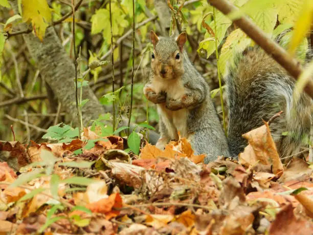 A squirrel standing up surrounded by leaves