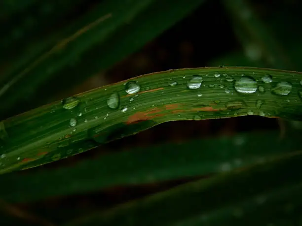 A grass blade with raindrops against a dark background
