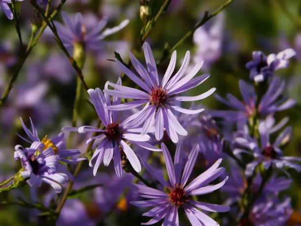A bunch of purple aster flowers