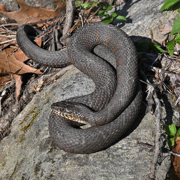 istock Northern water snake basking on rock 2149464208