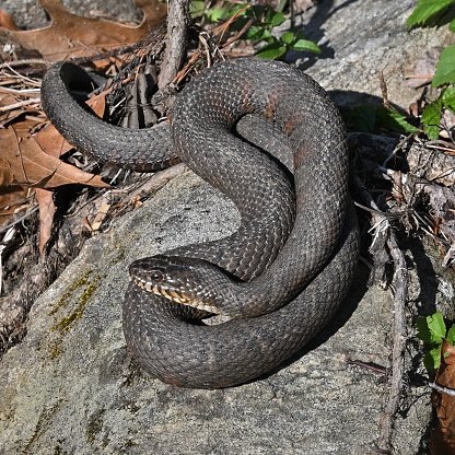 Northern water snake (Nerodia sipedon) basking on rock near a stream in Connecticut