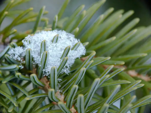 Close up of fir needles with snow