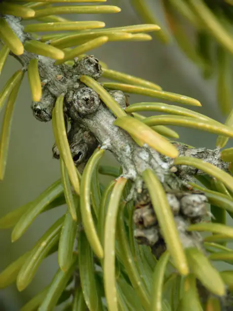 A close up of a fir branch