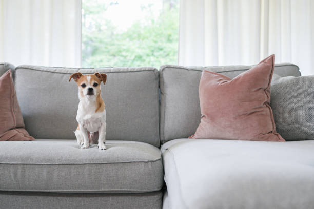 ペットのチワワ犬は、モダンなリビングルームの豪華な屋内ソファに座っています。
