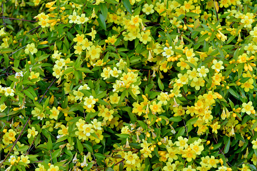 Carolina jasmine (or Jessamine), also called ‘Gelsemium sempervirens’ (scientific name) and Yellow Jessamine (or Jasmine), is known for its brilliant display of fragrant, bright yellow flowers. This flowering plant in the family of Gelsemiaceae is native to southeastern United States and has beautiful emerald, green foliage. Its vine climbs beautifully on a trellises, arbors, fences and walls.