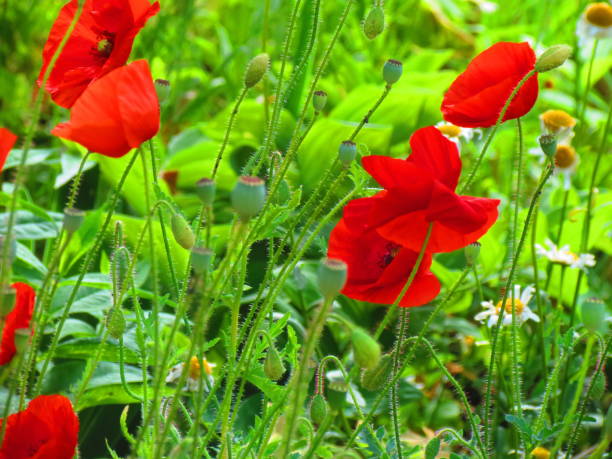 Big red poppy with green leafs in the wind.