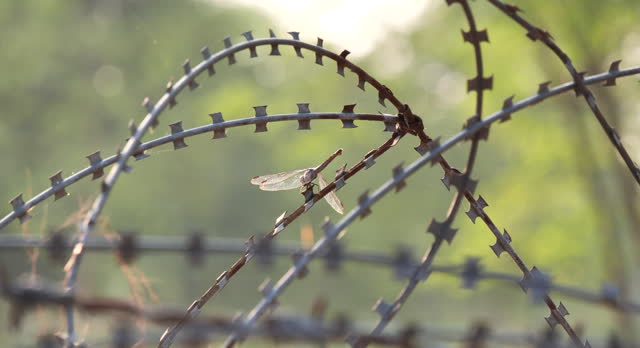 Dragonfly on Barbed wire