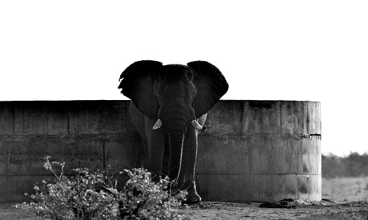 Elephant at man-made waterhole.