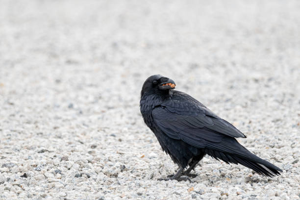 A raven collects peanuts in its beak